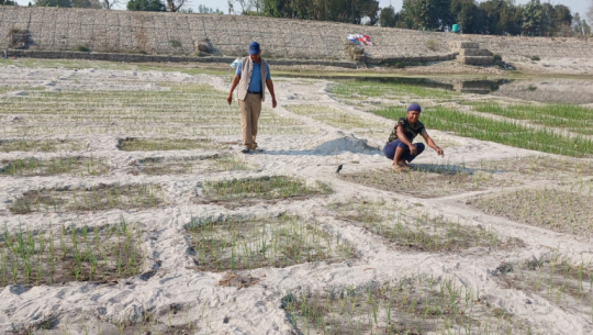 Farmers in Tikapur expand onion cultivation in Karnali’s bagar