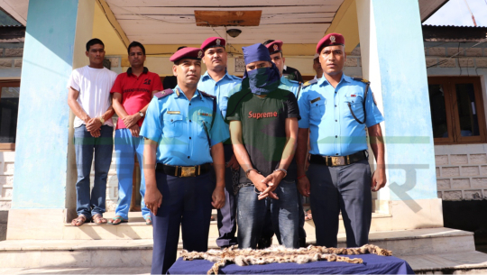 दार्चुलामा बाघको छाला सहित सशस्त्र प्रहरी पक्राउ