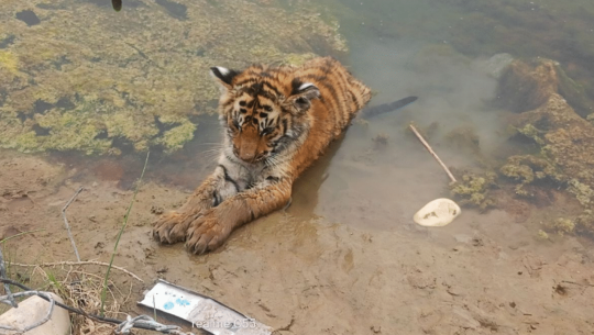 कञ्चनपुरमा हिलोमा फसेको बाघको बच्चाको मृत्यु