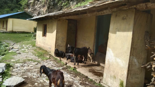 बैतडीमा ‘स्कुल’को क्यान्टीनलाई बाख्राको खोर बनाएपछि...