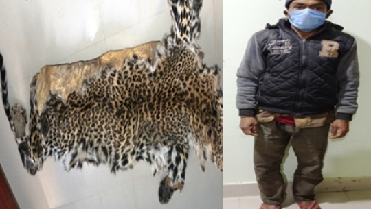 बझाङमा चितुवाको छाला सहित एक जना पक्राउ