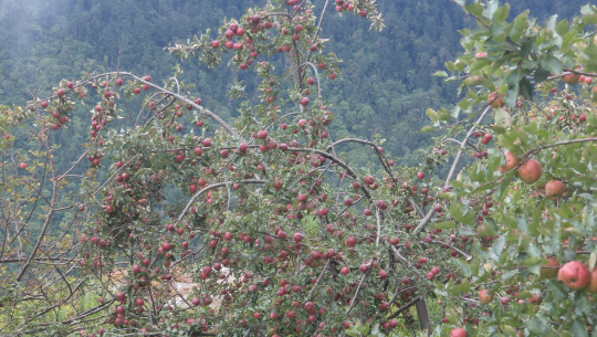 बाजुरामा स्याउँको मूल्य प्रतिकिलो १५ रुपैँया, विक्री नहुँदा बारीमै खेर जाँदै