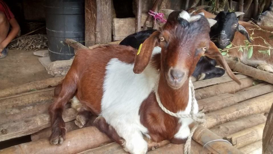 बझाङको तलकोटमा बाख्रा प्रवद्र्धन कार्यक्रम