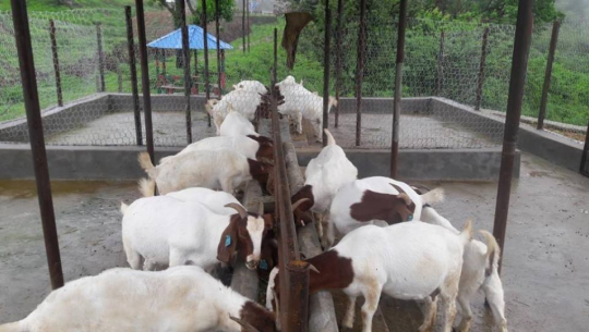 ग्रामीण क्षेत्रमा व्यवसायिक बाख्रापालन अर्थतन्त्रको प्रमुख आधार बन्दै