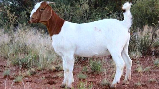 बाजुरामा एकल महिलालाई बाख्रा