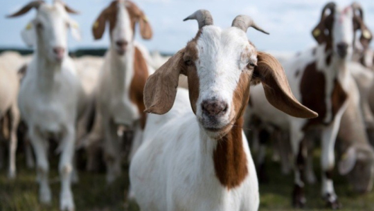 डेढ लाखसम्ममा पाठा बिक्ने बाख्रा पाल्दा फाइदैफाइदा