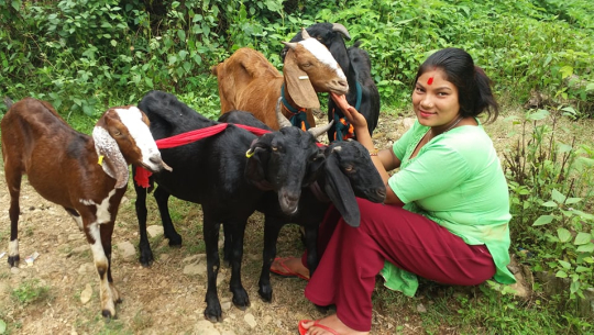 डोटीमा दलित परिवारलाई बाख्रा उपहार