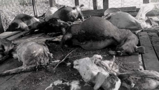 डोटीमा बाघले नौ बाख्रा मार्‍यो