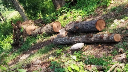 डडेल्धुरामा सडक निर्माणको बहानामा अवैध रुपमा वन फडानी