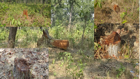 धनगढीको जाखोर ताल क्षेत्रमा व्यापक फडानी