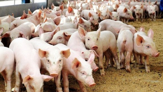 Pig and fish farming become key sources of income for Kanchanpur farmer
