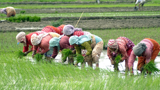 धान दिवस र धानको महत्व