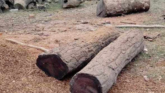 कञ्चनपुरको बेलौरीमा अवैध साल काठसहित एक जना नियन्त्रणमा