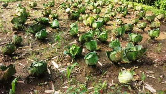 फाइल फोटो