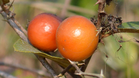 बयर र केशोर उत्पादक किसान निराश