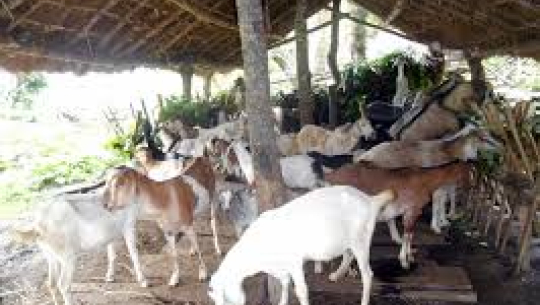 बैतडीमा पहिलो बाख्रा पालन श्रोतकेन्द्र स्थापना