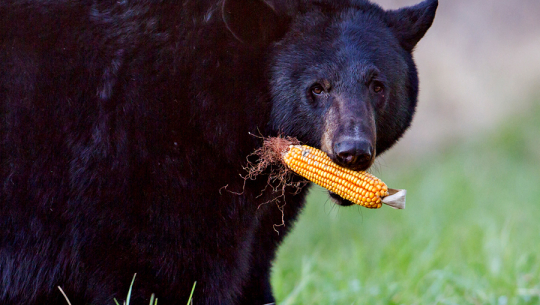 अछाममा भालुको आक्रमणबाट ३ जना घाइते