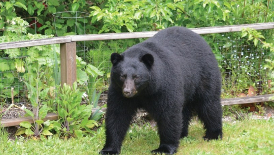 बाजुरामा भालुको आक्रमणबाट युवक गम्भीर