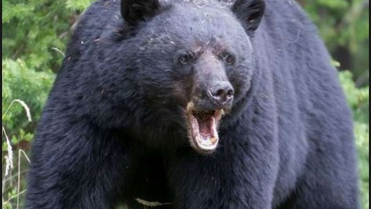 अछाममा घाँस काट्ने क्रममा भालुको आक्रमण, एक जना घाइते