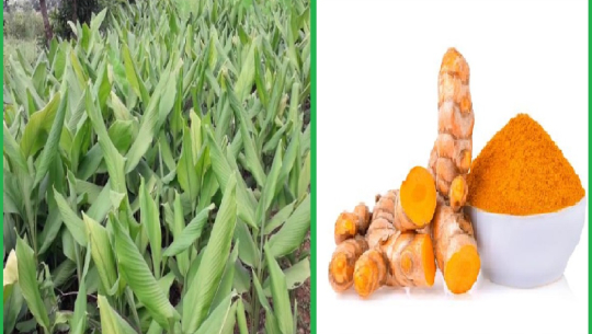 कञ्चनपुरमा नमूना मसलाबाली गाउँ : बेसार निर्यात सुरु