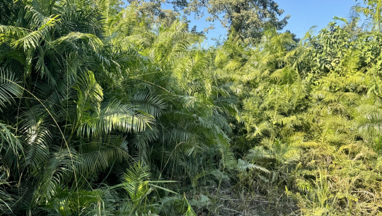कैलालीको टीकापुरका सामुदायिक वनको आम्दानी बेत बाँस