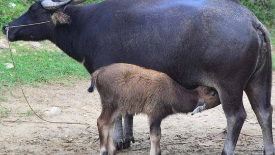 कैलालीको चुरेमा अनुदानमा उन्नत जातका भैँसी वितरण