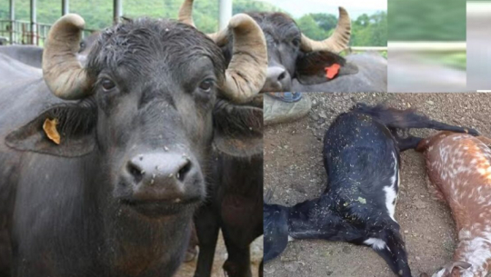 Baitadi Suffers Extensive Damage as Lightning Strikes During Storm