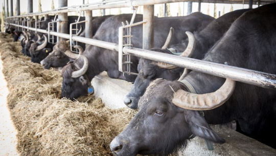 व्यावसायिक भैँसीपालन