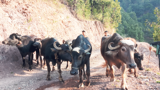 डडेल्धुरामा स्थानीय जातका भैँसी लोप हुँदै