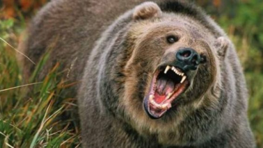 डोटीमा भालुको आक्रमणबाट एकजना घाइते