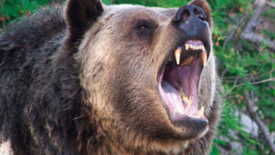 A man seriously injured in a bear attack in Bajura