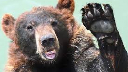 डोटीमा भालुको आक्रमणमा परी दुई जना गम्भीर घाइते