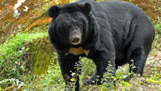 बझाङमा भालुको आक्रमणबाट एक महिला घाईते 