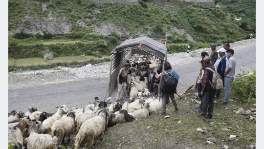 सहरको स्वादका लागि छुट्छ हिमालको दसैँ–तिहार