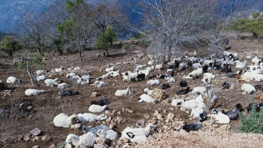 296 sheep die after lighting and landslide in Naugad, Darchula