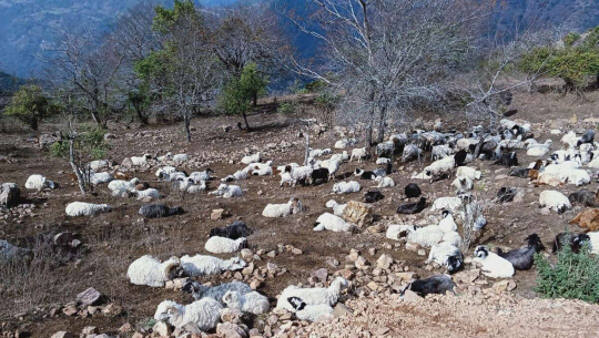 दार्चुलामा चट्याङ लागेर २९६ वटा भेडा मरे