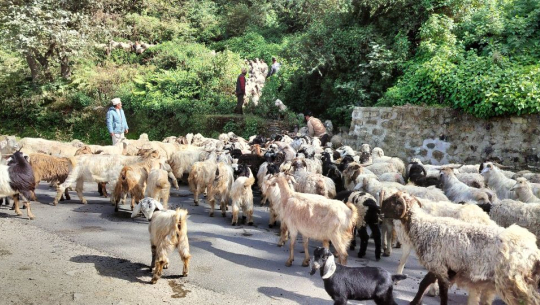 यसपटक चाँडै बेँसी झरे हिमाली भेगका भेडापालक किसान