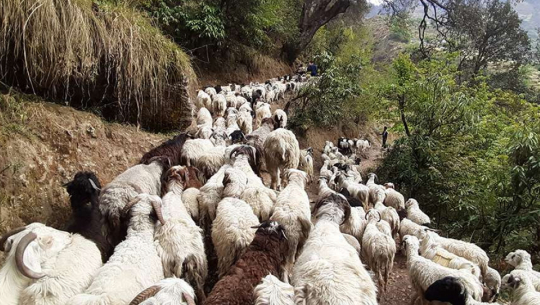 फाइल फोटो 