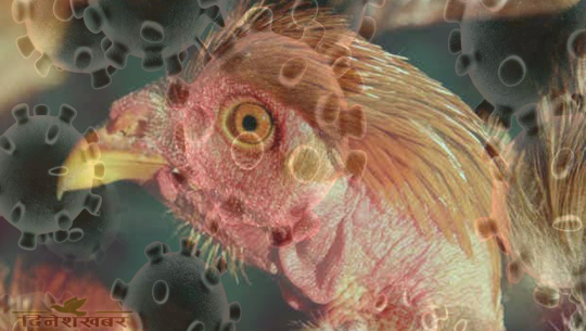 कोरोना सँगै अर्को भाइरस ‘बर्ड फ्लू’को उच्च जोखिममा सुदूरपश्चिम !