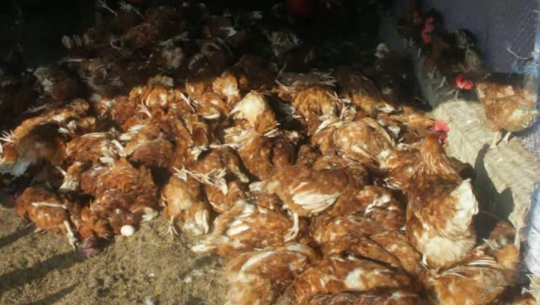 बर्ड फ्लू भेटिएपछि १३ सय कुखुरा नष्ट