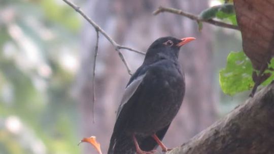 पहाडी वनको ‘मदना चाँचर’ शुक्लाफाँटामा