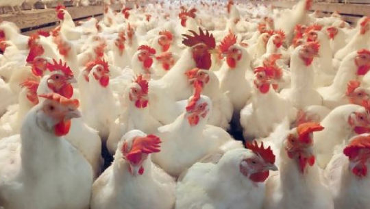 बर्डफ्लुको उच्च जोखिमः कुखुराजन्य पदार्थ आयातमा रोक