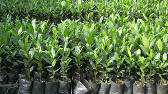 फाइल फोटो