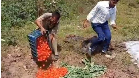 अत्तरीयाका तरकारी तथा फलफुल पसलमा बेच्न राखेको तरकारीमा विषादी फेला