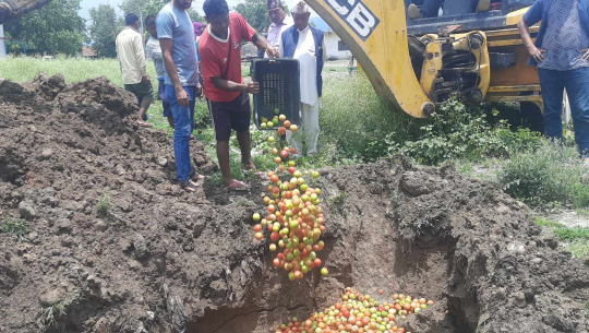 बैतडीबाट ल्याइएका गोलभेडा अत्तरियामा नष्ट