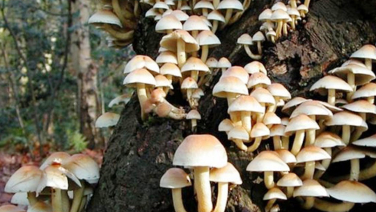 कञ्चनपुरमा विषालु च्याउ सेवन गर्दा एकैपरिवारका पाँच जना बिरामी