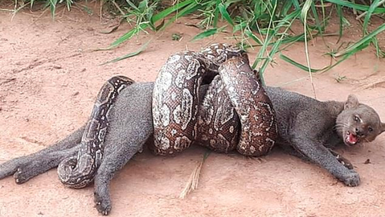 सर्पले वनबिरालोलाई च्याप्पै बेरेपछि..(भिडियोसहित)