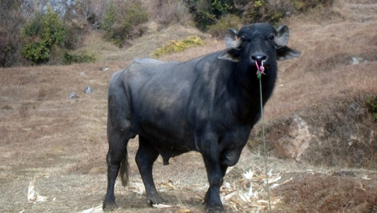 फाइल फोटो