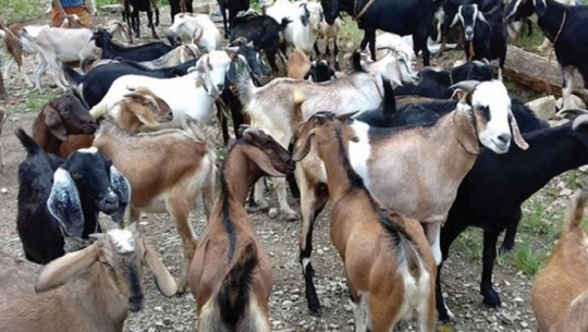 दशैंको लागि आजदेखि अनलाइनबाट खसीबोको बुकिङ सुरु