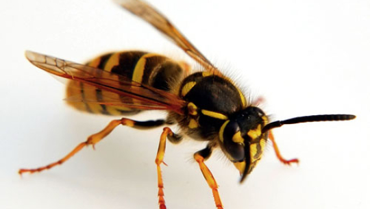 बझाङमा अरिङ्गालले टोक्दा एक बालकको मृत्यु